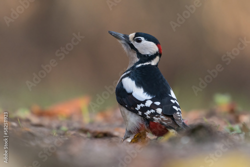 Great spotted woodpecker (Dendrocopos major) sits on the ground, Goois Natuurreservaat, The Nerherlands.