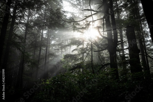 Sunlight penetrating through trees in the dark forest.