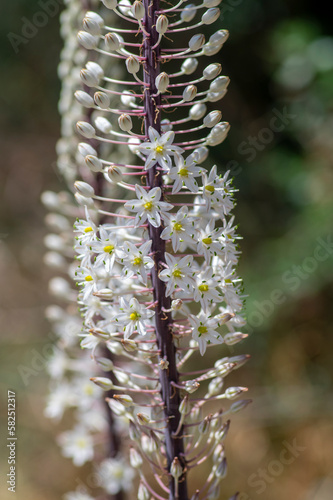 Urginea maritima bulbous tall flowering plant, sea squill maritime onion bright white flowers in bloom photo