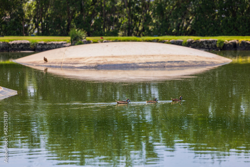 Gorgeous view of floating ducks in lake on summer sunny day. Aruba.