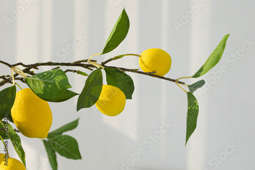 Lemon tree with ripe fruits on white table.