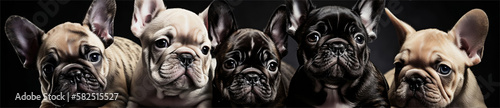 5 French Bull Dogs, Created with generative AI