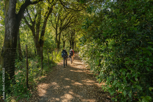 Fototapeta Naklejka Na Ścianę i Meble -  Pilgrims walking on the path trough hills and green at Cerbaie aree of Fucecchio alongo Francigena road - Firenze province, Tuscany region, italy