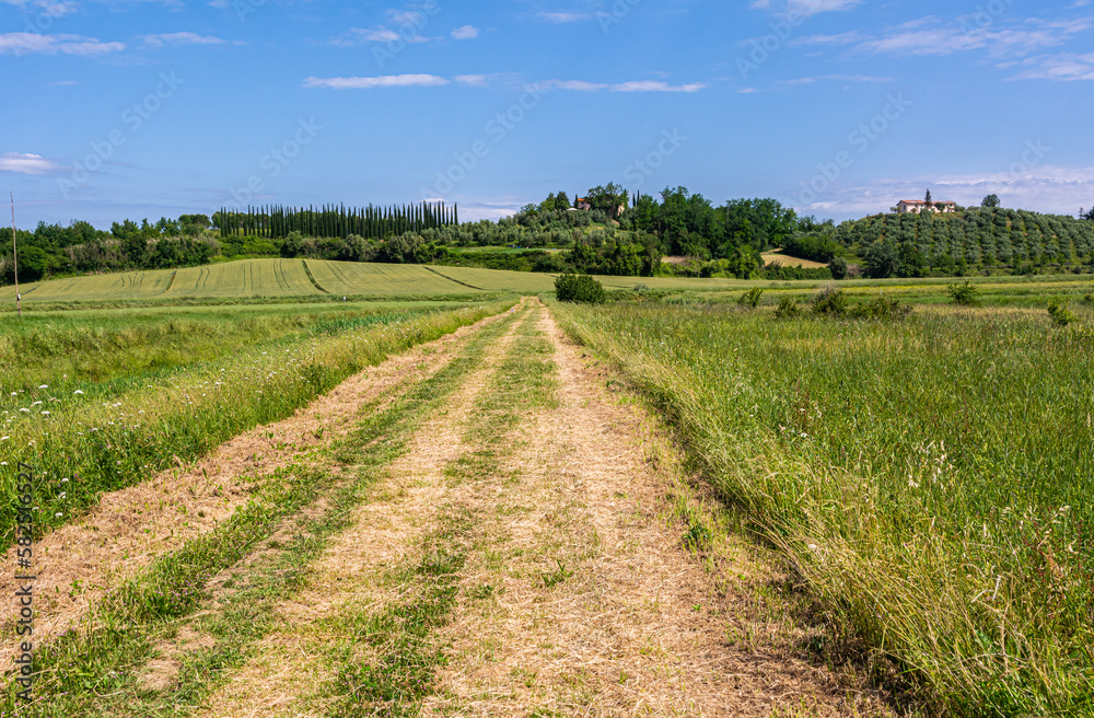 Fucecchio, Firenze province, route of the Francigena path from Lucca to Siena :fields and trees. Tuscany region, central Italy, Europe. Fucecchio, Firenze province, route of the Francigena path from Lucca to Siena :fields and trees. Tuscany region, central Italy, Europe.