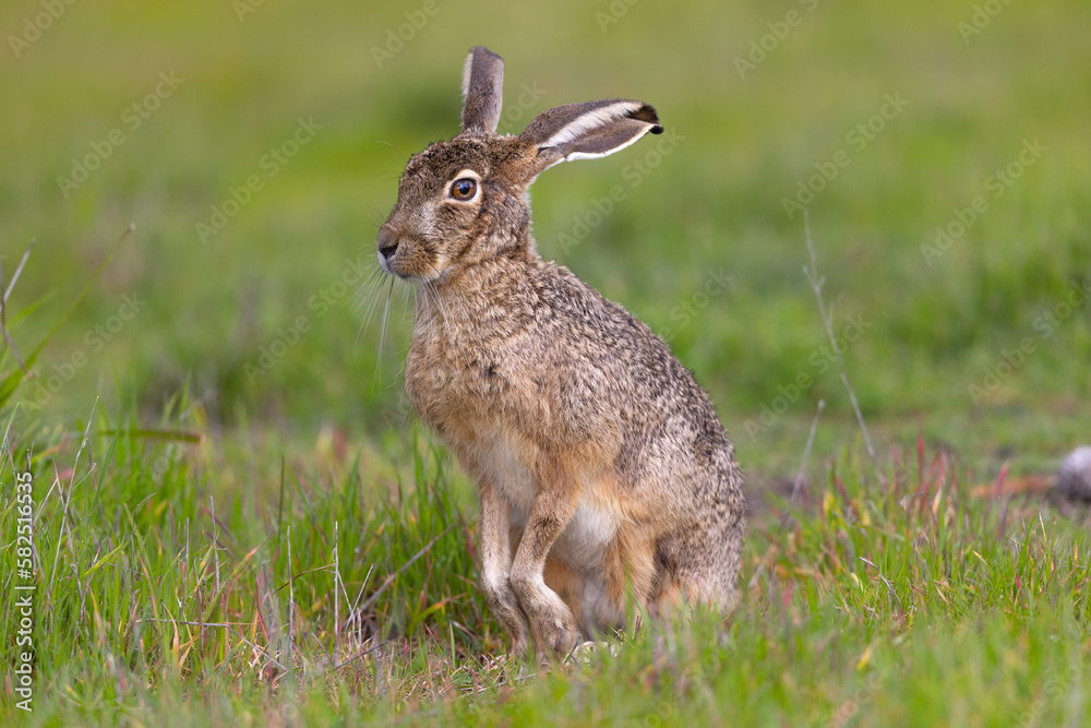 Very close view of a black-tailed jackrabbit, seen in the wild near a north California marsh 