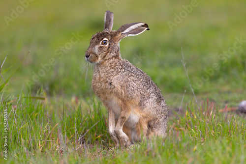 Very close view of a black-tailed jackrabbit  seen in the wild near a north California marsh 