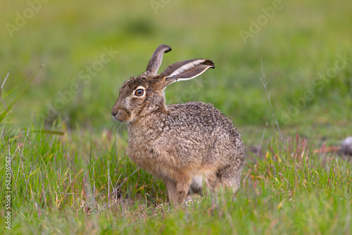 Very close view of a black-tailed jackrabbit, seen in the wild near a north California marsh  © ranchorunner