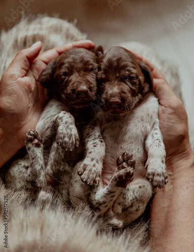 Newborn puppies kurtzhaar pointer in hands photo