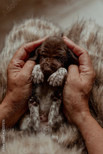 Newborn puppies kurtzhaar pointer in hands photo