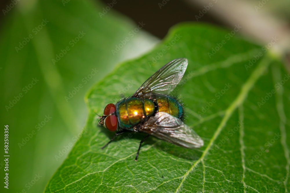 Eine Fliege, Goldfliege unbest. (Lucila spec.) auf einem Baumblatt.
Eine Fliege, Goldfliege unbest. (Lucila spec.) auf einem Baumblatt.