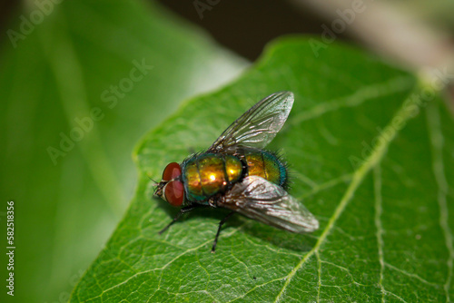 Eine Fliege, Goldfliege unbest. (Lucila spec.) auf einem Baumblatt. 