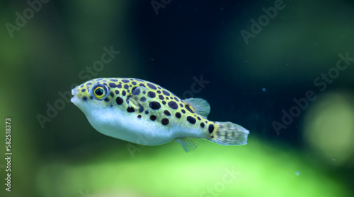 Ein kleiner Süßwasserkugelfisch im Aquarium. Sie ernähren sich von Schnecken. Leopard-Kugelfisch, Tetraodon schoutedeni photo