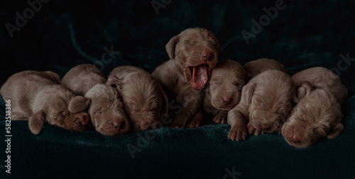 Cute grey newborn puppies weimaranner