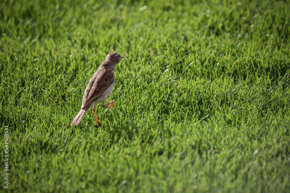 Obraz premium Nahaufnahme eines Kanarenpieper (Anthus berthelotii), einen Stelzenvogel auf den Kanaren. 