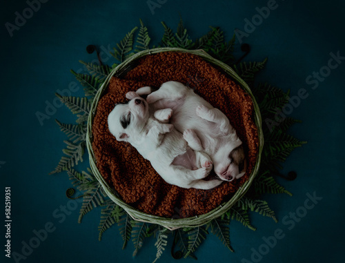 2 cute newborn puppies lie in round basket, dark photo photo