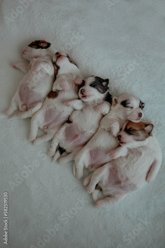 5 cute newborn puppies jack russel