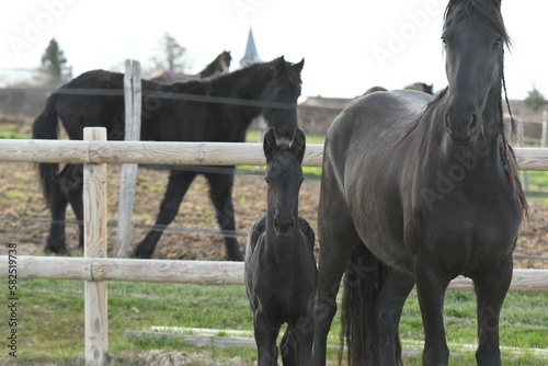 Un poulain de race frison avec sa maman cheval 