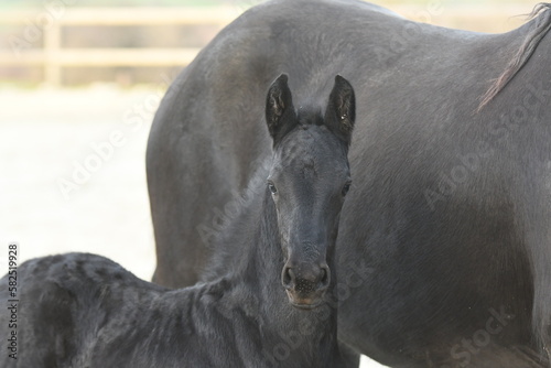 Un poulain de race frison avec sa maman cheval 