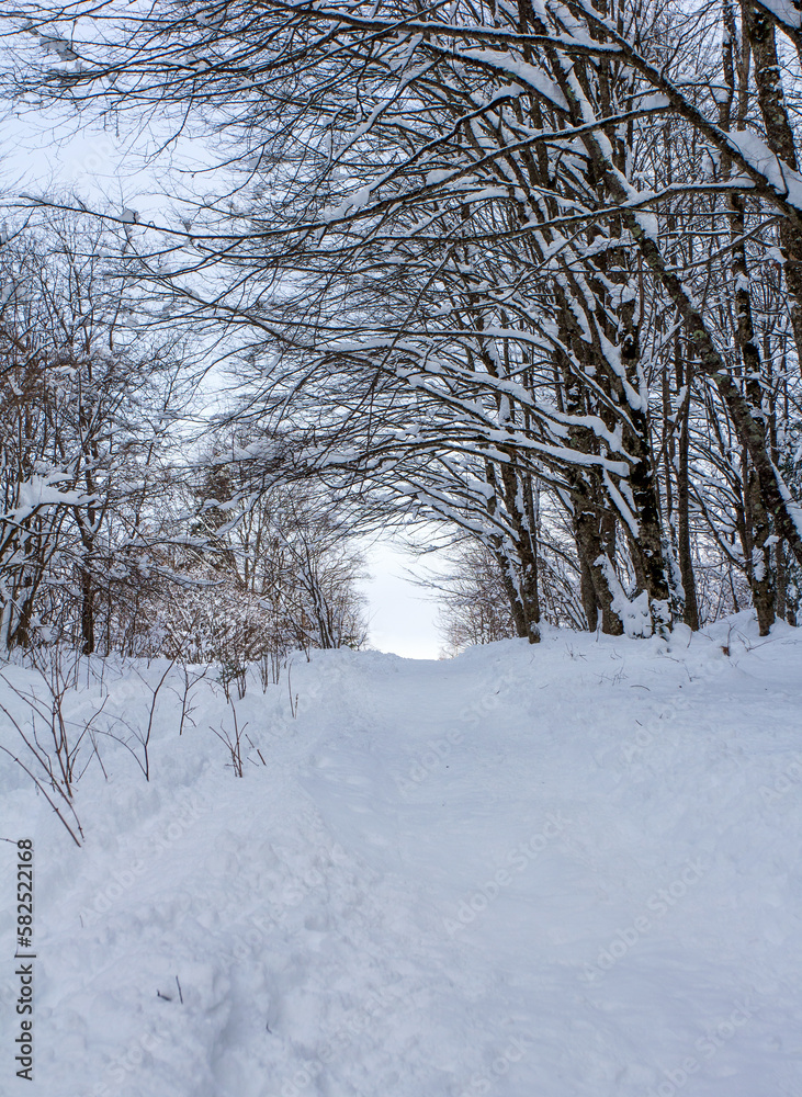 A frosty winter morning in a mountainous area, frozen nature and trees in a snowy decoration. A frosty winter morning in a mountainous area, frozen nature and trees in a snowy decoration.