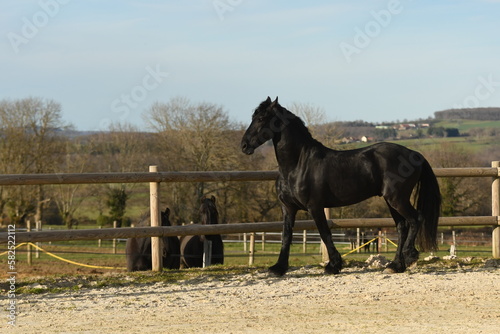 Un cheval noir de race frison dans un élevage