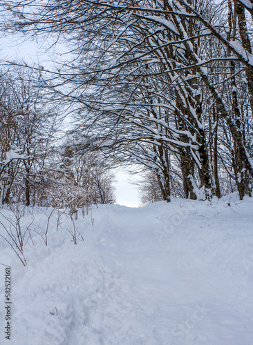 A frosty winter morning in a mountainous area, frozen nature and trees in a snowy decoration.