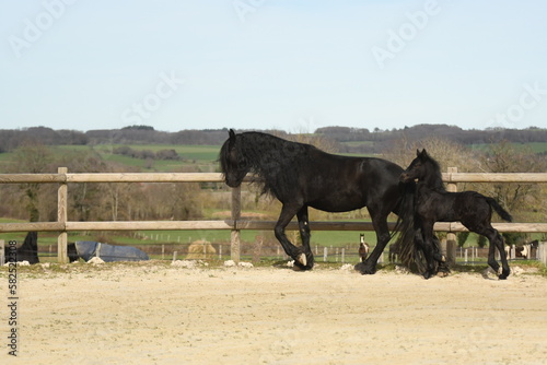 Un cheval de race frison