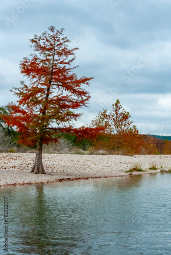 Swamp cypress and other trees with yellow foliage along the riverbank. Texas, Garner State Park, USA