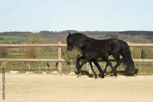 Un poulain de race frison avec sa maman cheval dans un élevage 