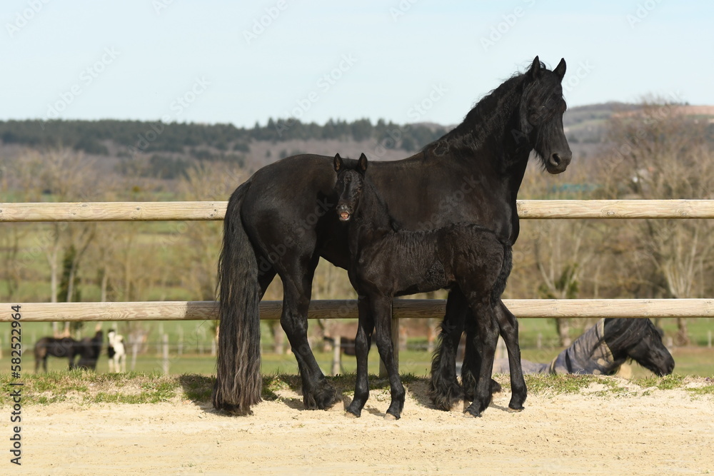 Un poulain de race frison avec sa maman cheval dans un élevage Un poulain de race frison avec sa maman cheval dans un élevage