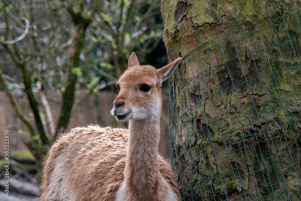 Close Up Of A Vicuña At Artis Zoo Amsterdam The Netherlands 17-3-2023