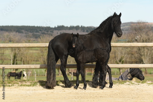 Un poulain de race frison avec sa maman cheval dans un élevage 