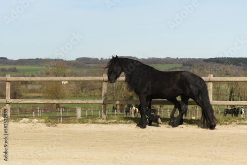 Un poulain de race frison avec sa maman cheval dans un élevage 