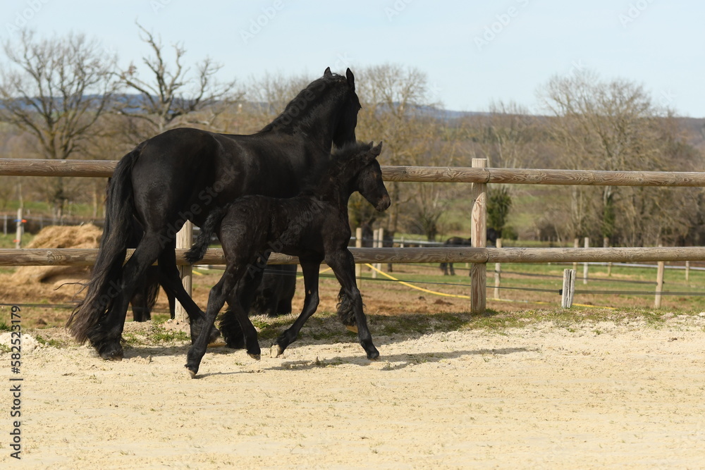Un poulain de race frison avec sa maman cheval dans un élevage Un poulain de race frison avec sa maman cheval dans un élevage
