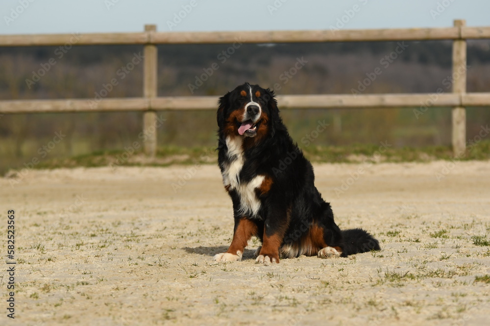 un chien de race bouvier bernois dans un élevage un chien de race bouvier bernois dans un élevage
