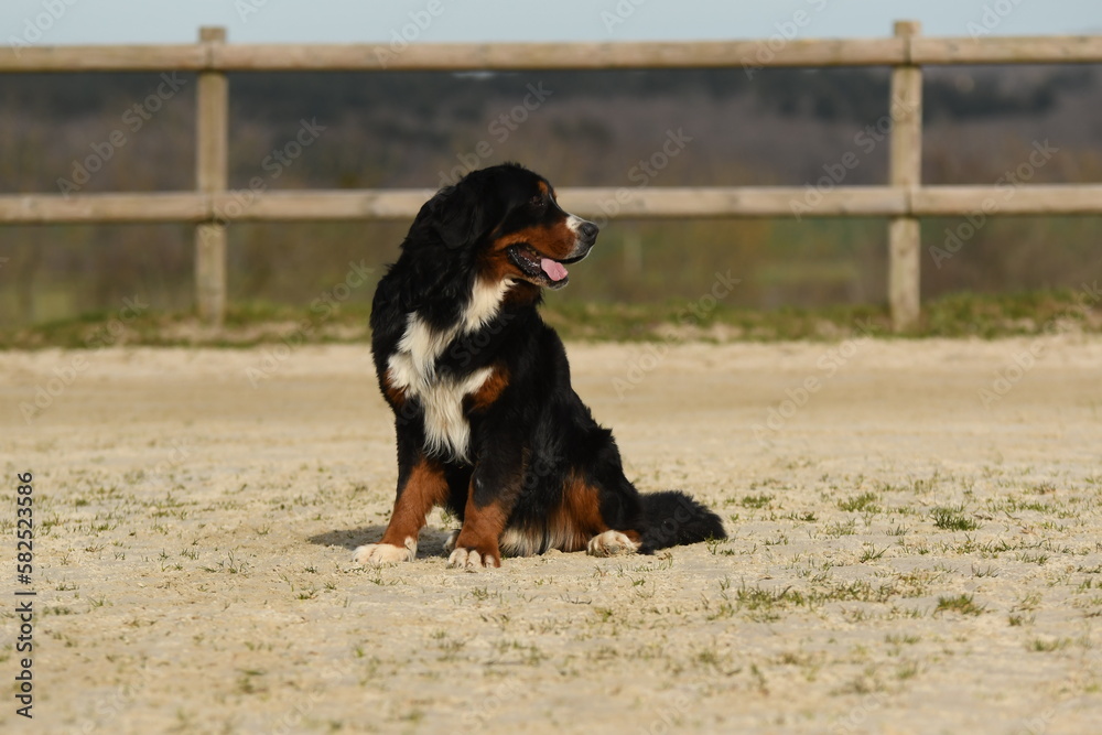 un chien de race bouvier bernois dans un élevage un chien de race bouvier bernois dans un élevage