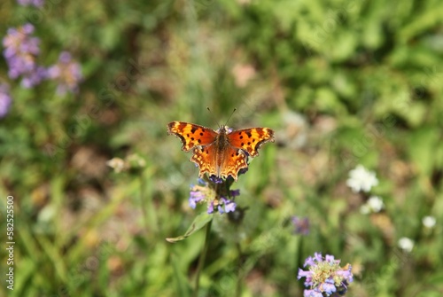 Photography Hoary Comma (Polygonia gracilis) orange butterfly in Beartooth Mountains, Montan
