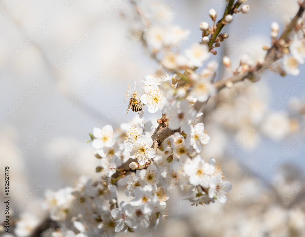 blossom in spring and bee blossom in spring and bee