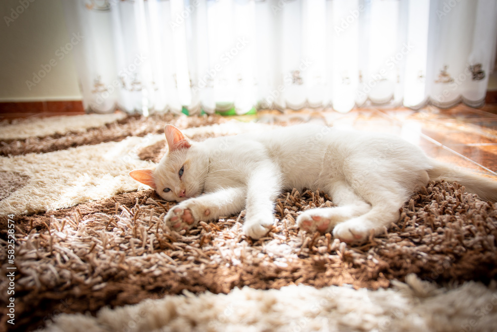 Fototapeta premium White cat with blue eyes