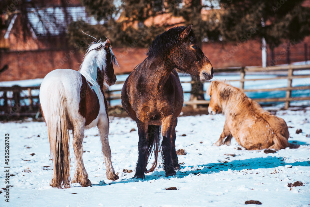 Ponies and horses Rolling and Playing in the Frosty Snow in the Field on a Sunny day Ponies and horses Rolling and Playing in the Frosty Snow in the Field on a Sunny day