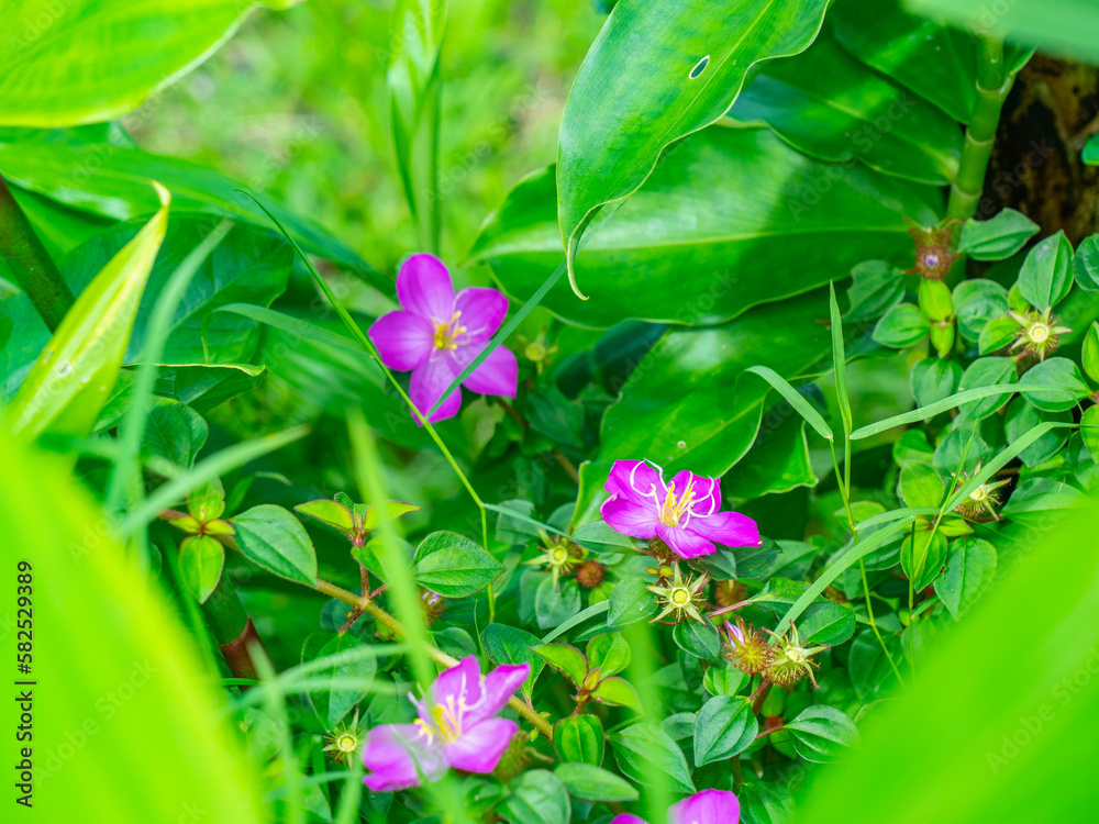 Hawaiian Purple Flowers in a Mountain Rainforest