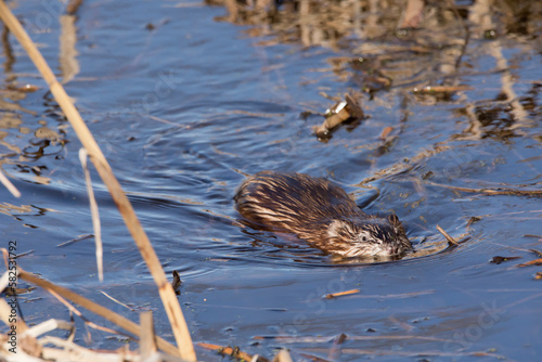 A Muskrat, Ondatra zibethicus, swims in marsh water on a winter afternoon in Iowa.  photo