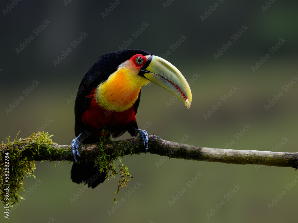 Obraz premium Red-breasted Toucan portrait on mossy stick on rainy day against dark background
