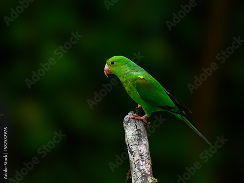  Plain Parakeet portrait on green background