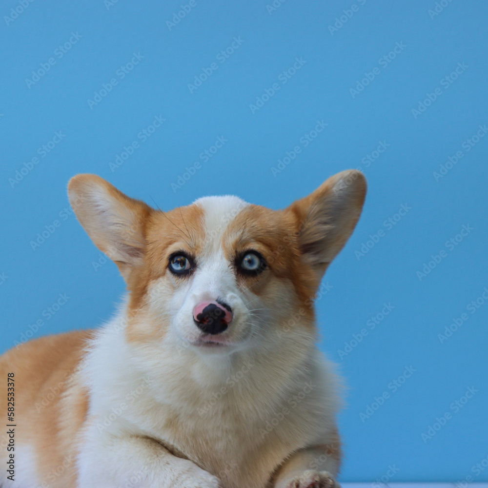 Corgi puppy looking serious to the camera. Blue background. Lying in a wooden surface