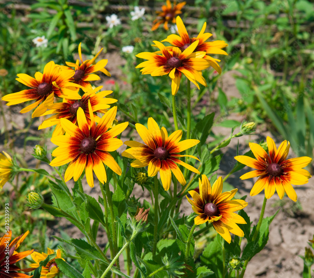 Bright rudbeckia in a summer flowerbed. Bright rudbeckia in a summer flowerbed.