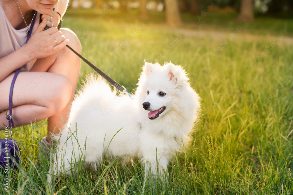 A woman walks together with a young dog at sunset before going to bed, the dog is still young and very cheerful and playful, friendship between a woman and a dog A woman walks together with a young dog at sunset before going to bed, the dog is still young and very cheerful and playful, friendship between a woman and a dog