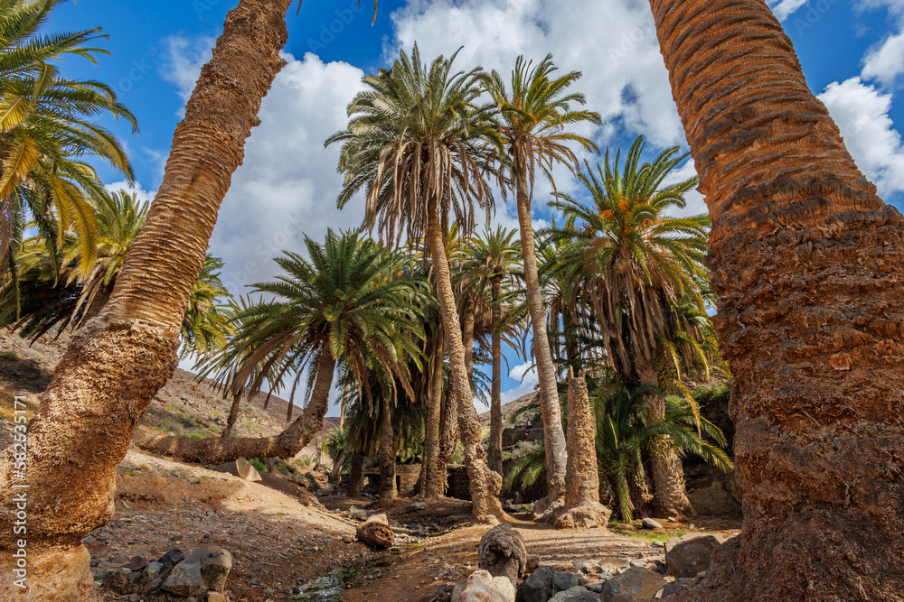 Barranco de la Madre del Agua oasis on the island of Fuerteventura Stock Photo Adobe Stock Barranco de la Madre del Agua oasis on the island of Fuerteventura Stock Photo Adobe Stock