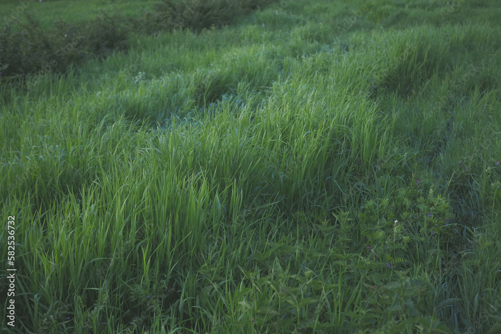 Green grass in the park in the summer Green grass in the park in the summer