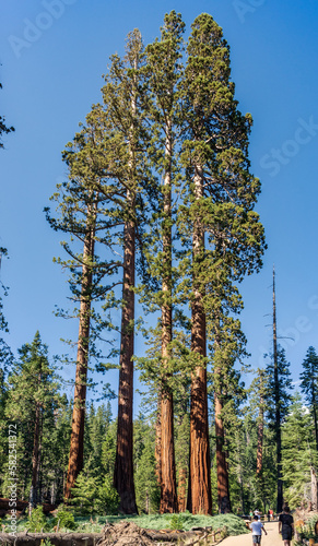 The Bachelor and Three Graces in Mariposa Grove of Giant Sequoias  Yosemite National Park  California  USA.