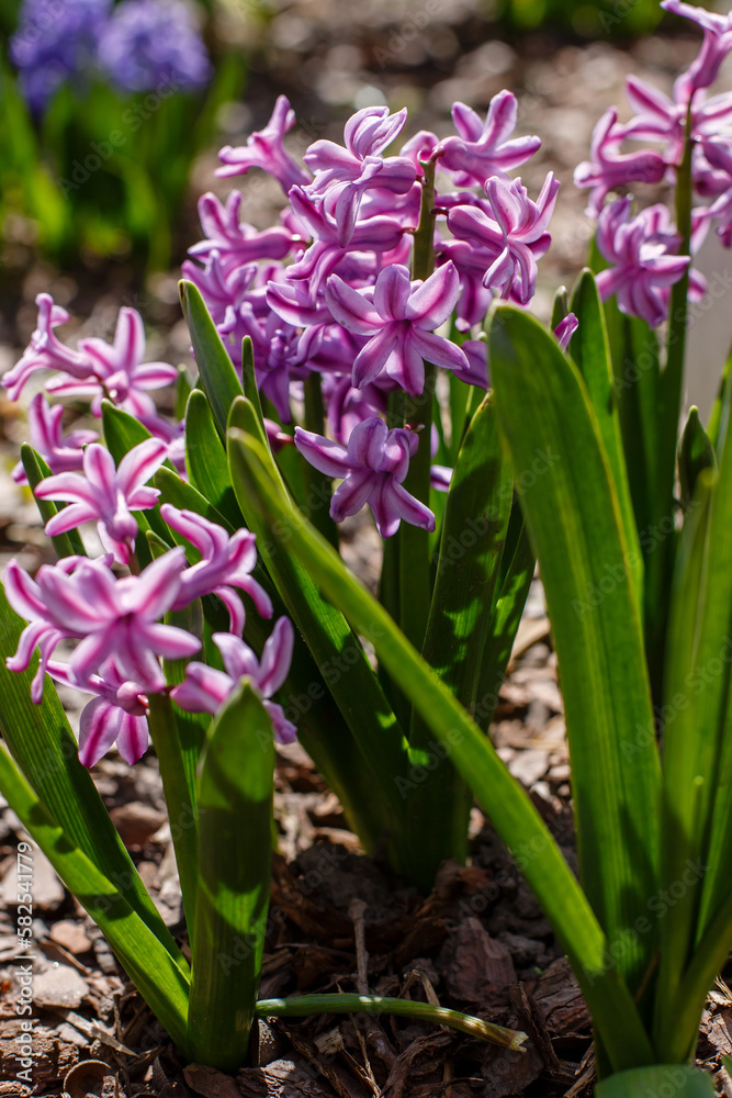 Obraz premium Oriental hyacinth ( lat. Hyacínthus orientalis ) is a species of bulbous plants of the genus Hyacinth